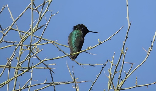 whoBIRD