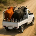 动物货运卡车模拟器