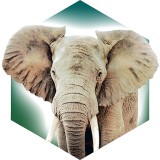 方舟动物园手机版