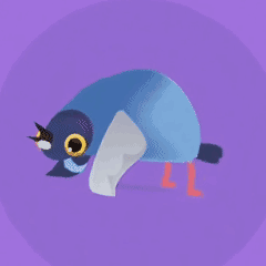 疯狂的鸽子乱啄的鸽子