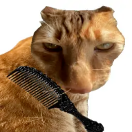 给猫梳毛游戏