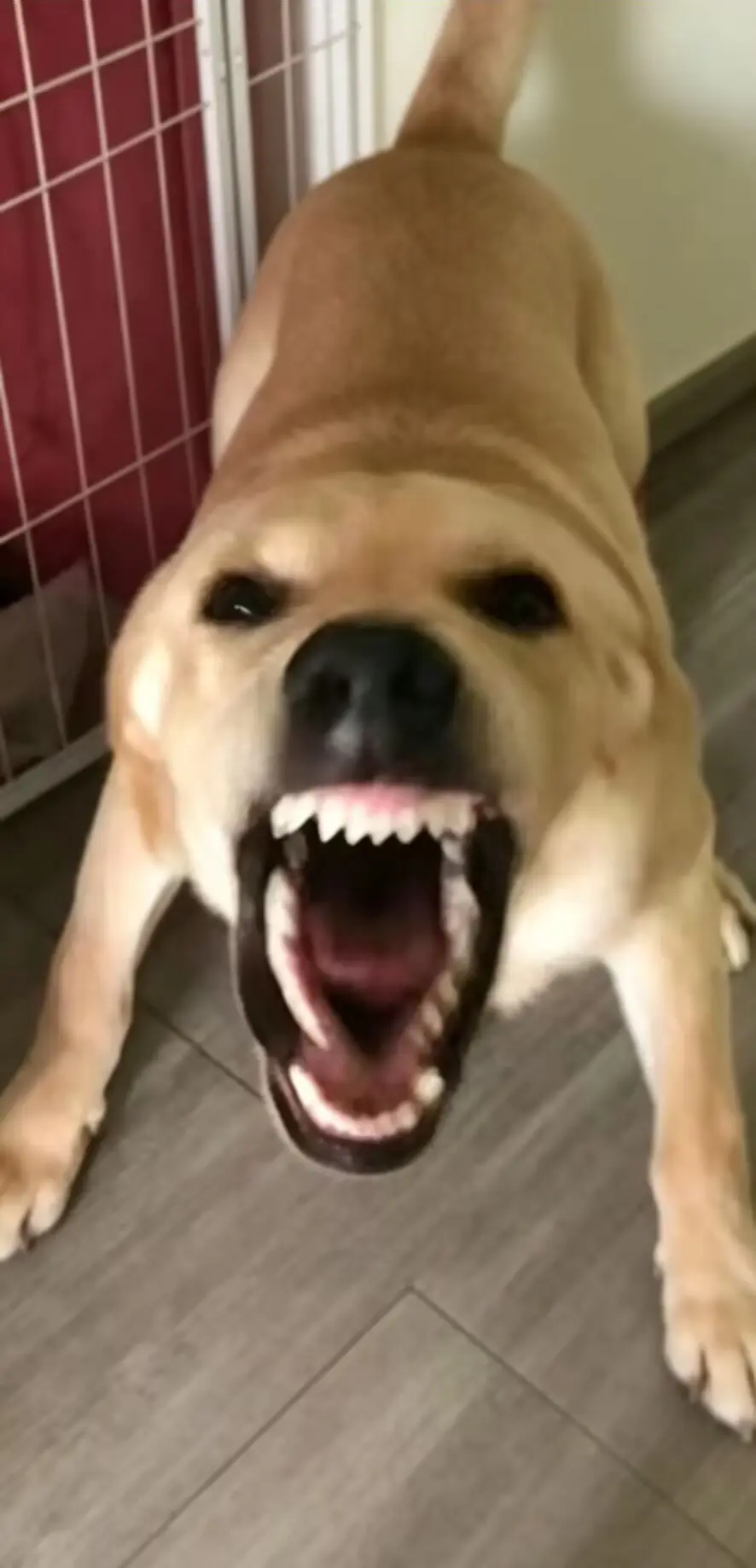 大狗叫