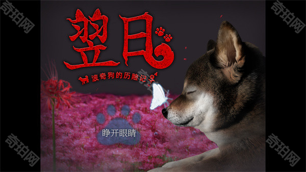 翌日波奇狗的历险记