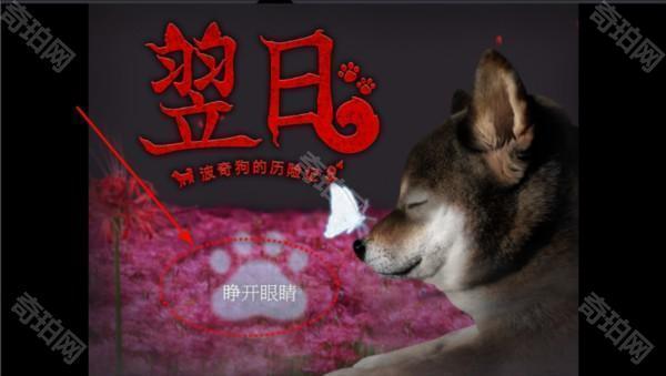 翌日波奇狗的历险记